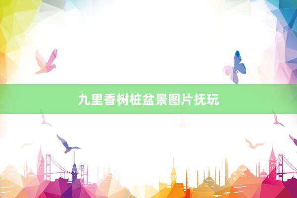 九里香树桩盆景图片抚玩