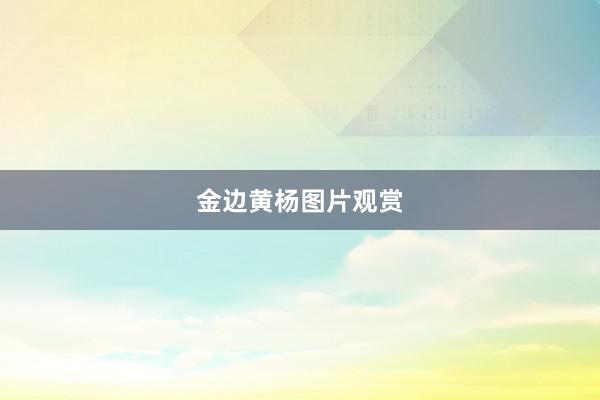 金边黄杨图片观赏